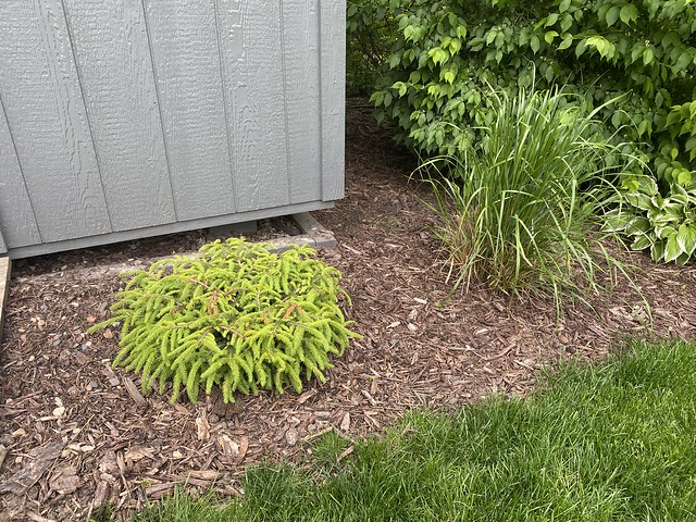 This is the 3rd plant that I’ve attempted to put here. Hopefully this one sticks