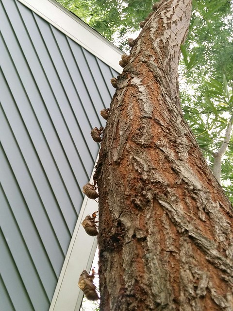 The amount of locust carcasses in my back yard is absolutely insane. Hundreds. Everywhere.