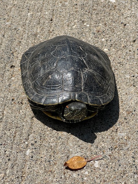 Found this lil dude on my street today. Moved him to the side. Hopefully he finds his way.