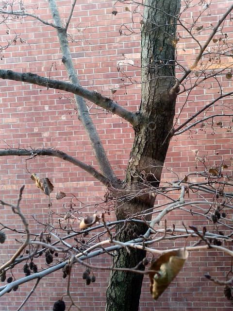 The branch has fallen