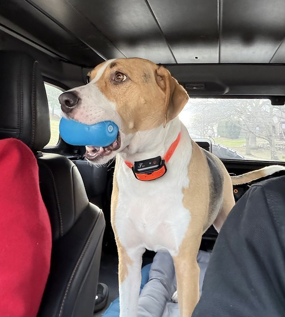Durby needed to bring his squeaker along for a ride
