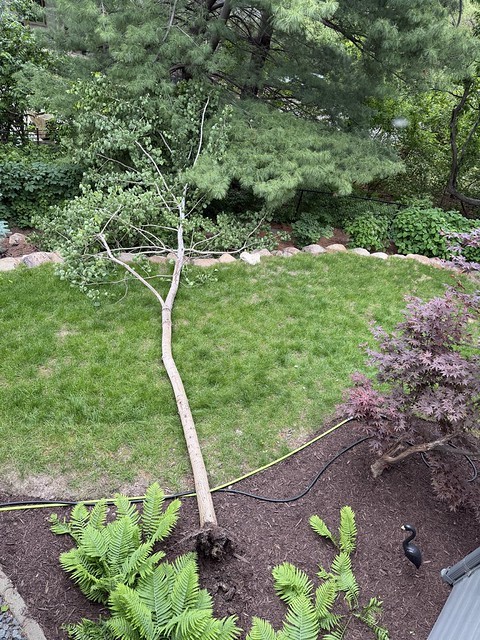 Well that blows. I was literally admiring how good this aspen looked over the weekend. Sprayed it for fungus the day before.