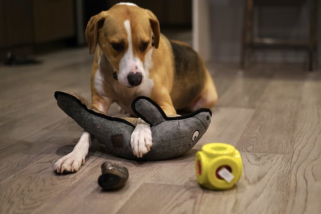 Manatee, cube, or water buffalo horn?