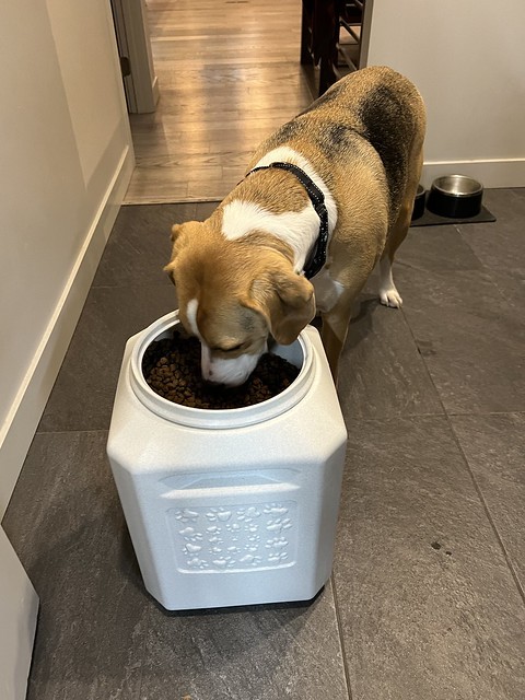 Filling the dog food is fun