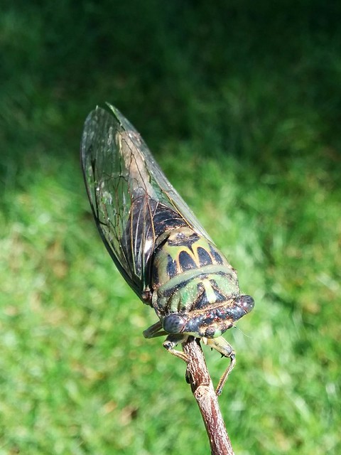 Snappin pics of locusts