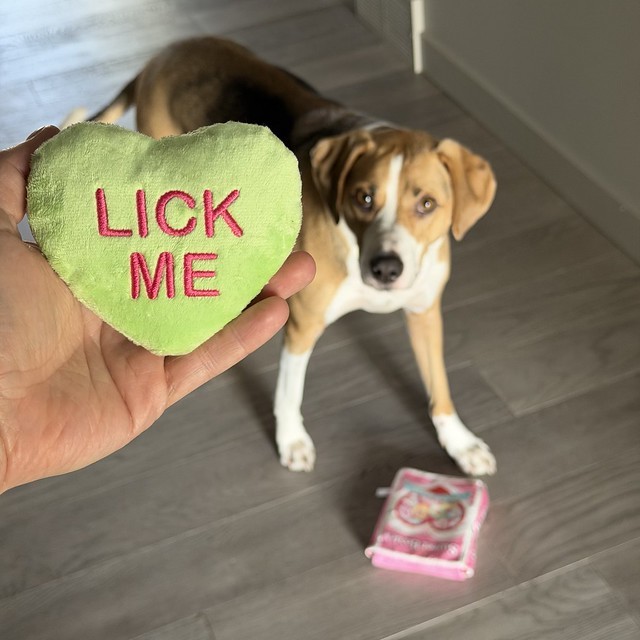 Durby got a valentine box