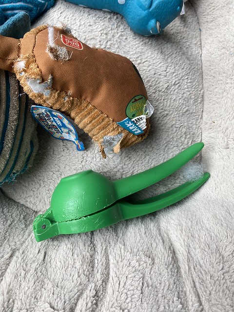 Benny has apparently claimed a new toy