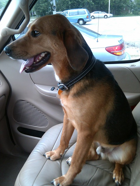 Drivin in my pickup truck... with my dog, garth brooks, ridin shotgun. it don't get any more country than that.