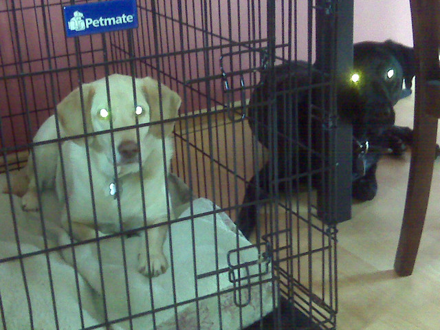 Brandy naps in her kennel, Ninja naps by Brandy.