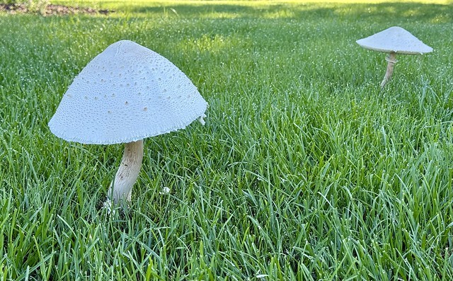 Lawn Shrooms