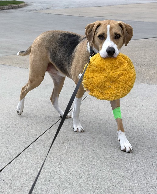 Durby needed to bring his emotional support pizza on a walk after the vet visit.