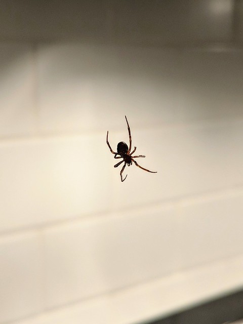 Spider in the kitchen
