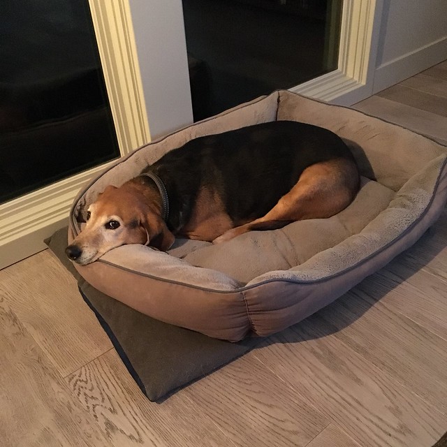 Good boy has no idea what is happening.