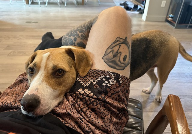 Awkward boy would like pets