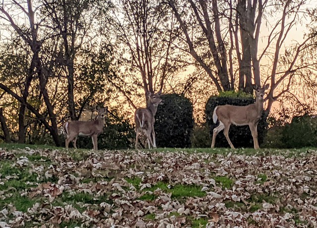 Neighborhood Deer