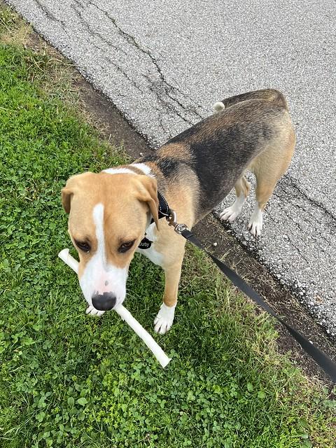Dude found a rawhide