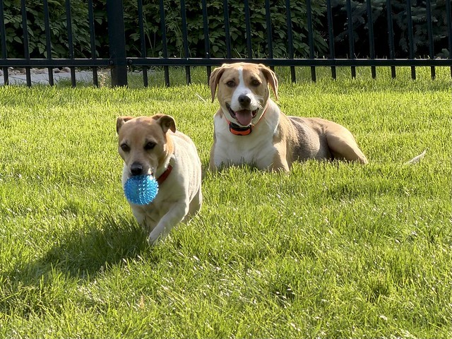 Jaxon stole Durby’s ball. He doesn’t care.