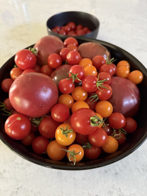 Still pulling in garden tomatoes