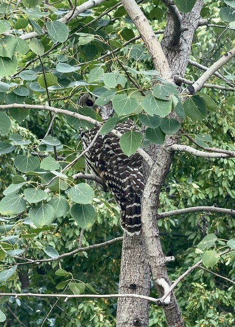 Good morning, porch owl