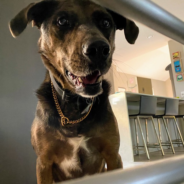 Gold chained butthole