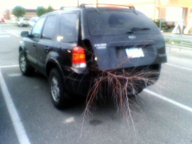 How to put a 9 foot tall dead tree in a Ford Escape