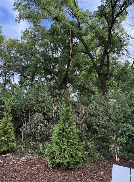 Neighbor's Walnut lost a huge limb on our fence. Missed the new trees by inches