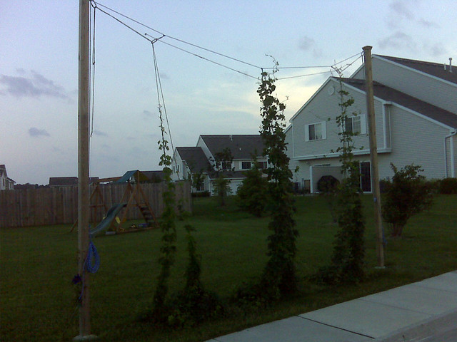 Some hops growing by Tobbie's house