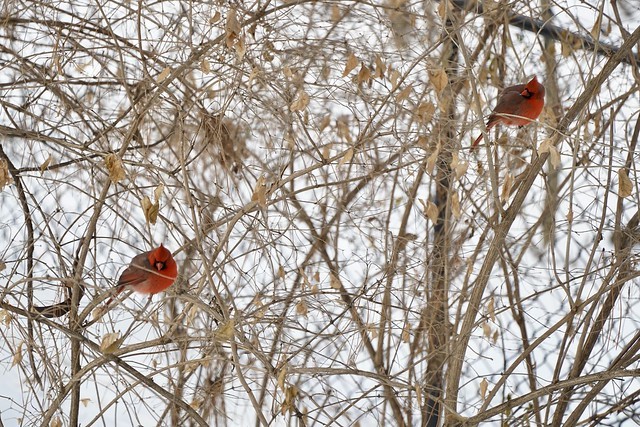 Back yard bright boys