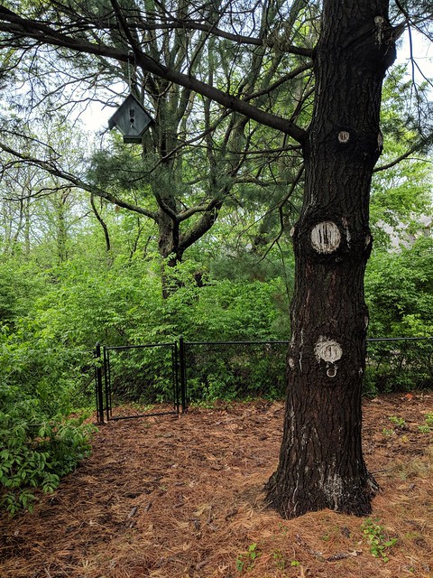 Hung a birdhouse that my aunt made me