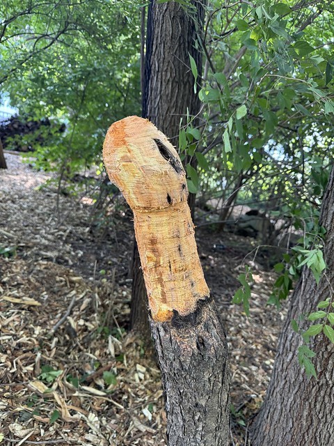 Had to cut down a tree and decided to try my hand at chainsaw carving…