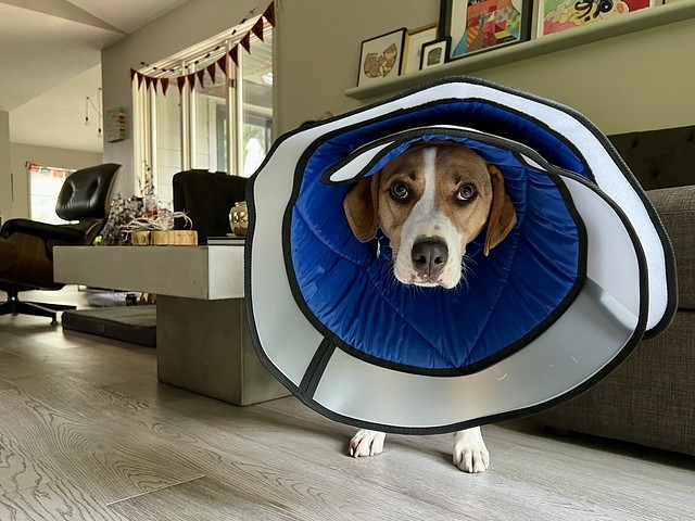 Durby does not appreciate the full cone