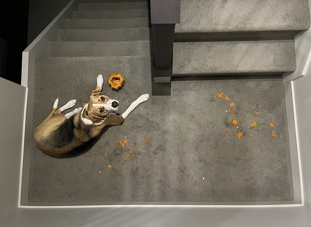 Durby found a pumpkin