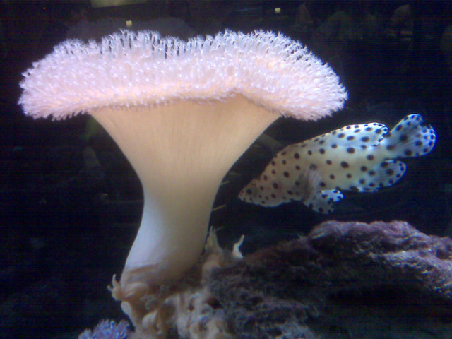 I wish I had the time, patience, and interest to have a sweet fish tank.