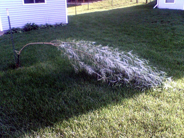 My Tree.  Laying Down.