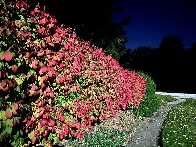 Night walk. Firey leaves.