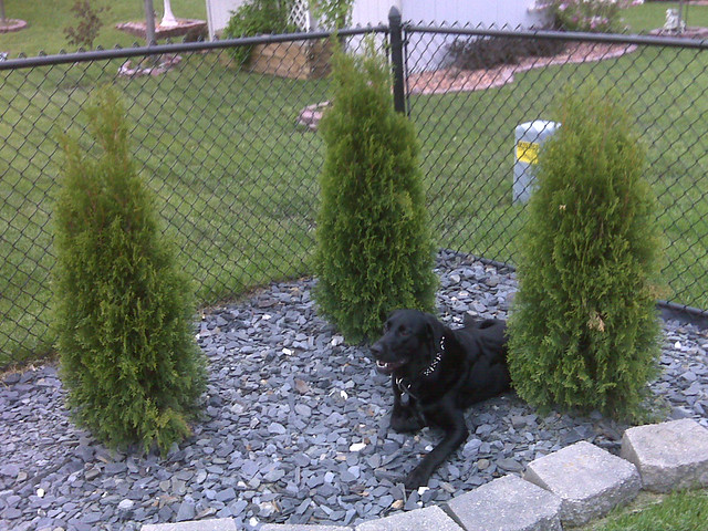 Apparently laying on slate rocks is comfy