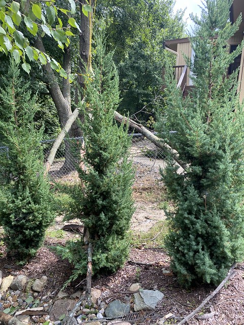 Neighbor decided to gamble with my trees while cutting down his.