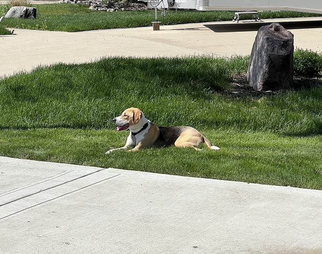 This is also where Garth used to lay. I sometimes wonder if they're related.
