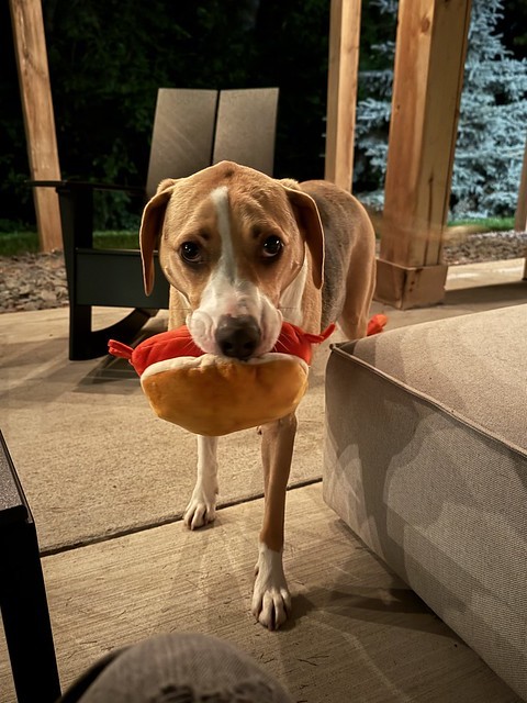 I have brought you a hot dog