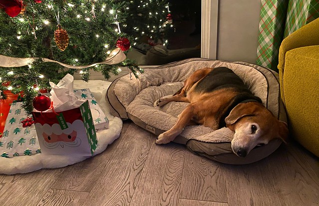 This old man sure has been a good dog.