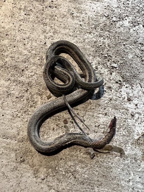 Found this snake bod on my driveway