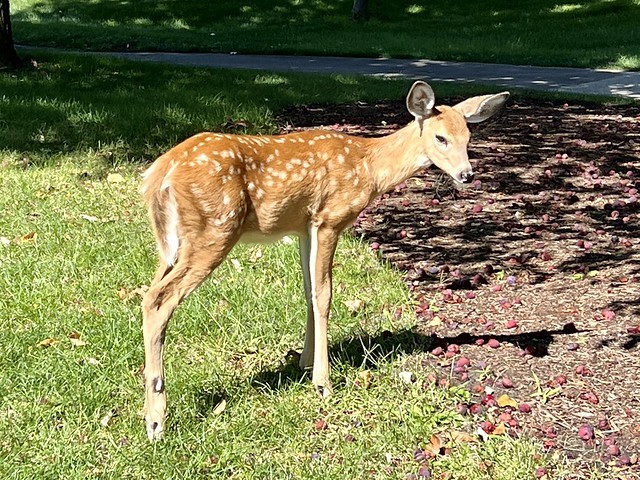 Wakonda seemingly has a pet deer. This dude would run alongside our carts as we were driving by.