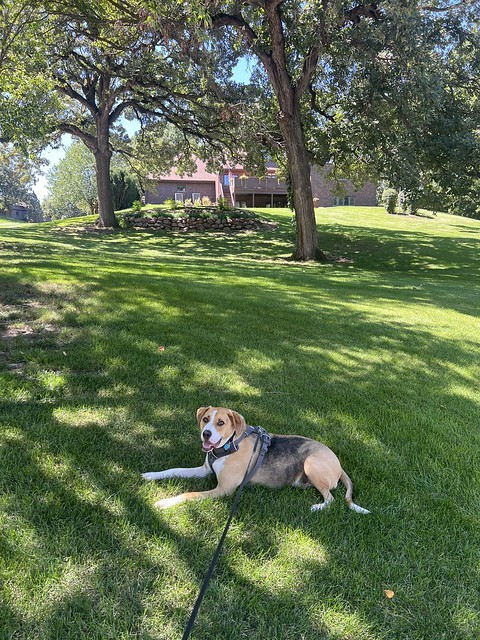 Sometimes Durby likes to take breaks in walks