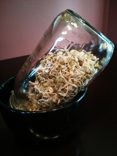 Sprouts. Day 6