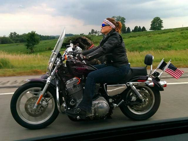 Dog riding shotgun in a sidecar.