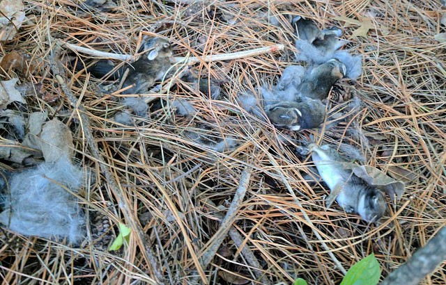 Garth is a bunny slayer.