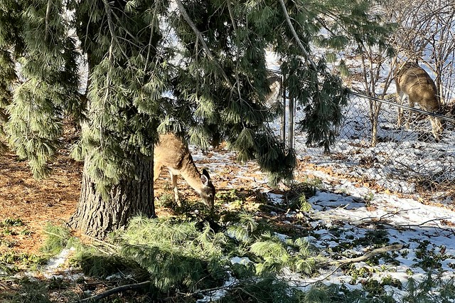 We’ve got a fence jumper
