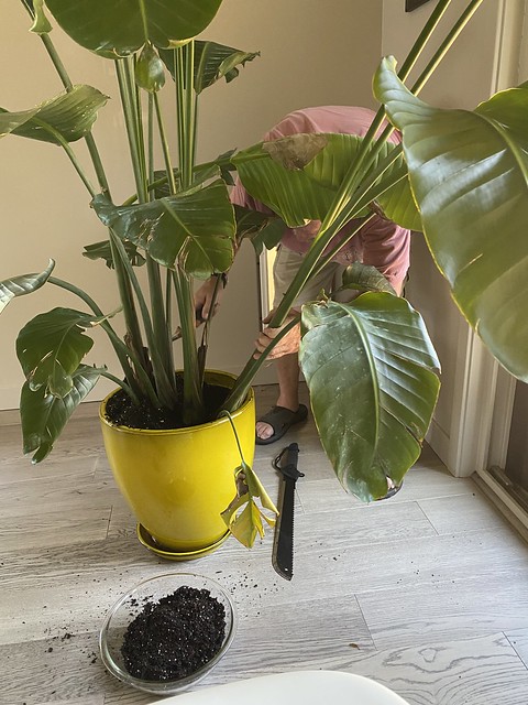 Doin a little plant surgery