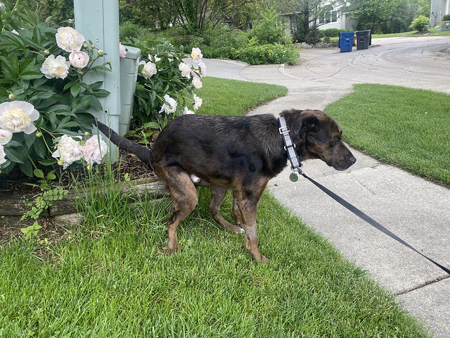 I’m not sure why, but Benny decided to back up to this garden and shit on the corner of the ret...