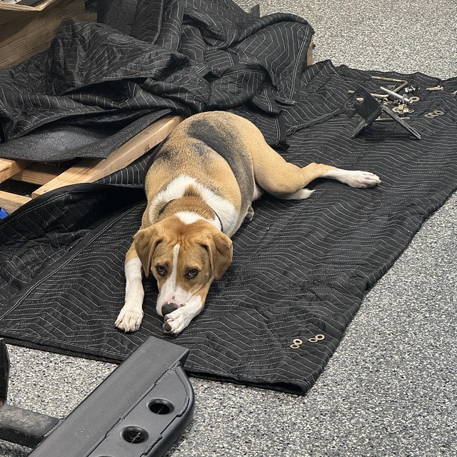 Durby needed to test out this moving blanket in the garage